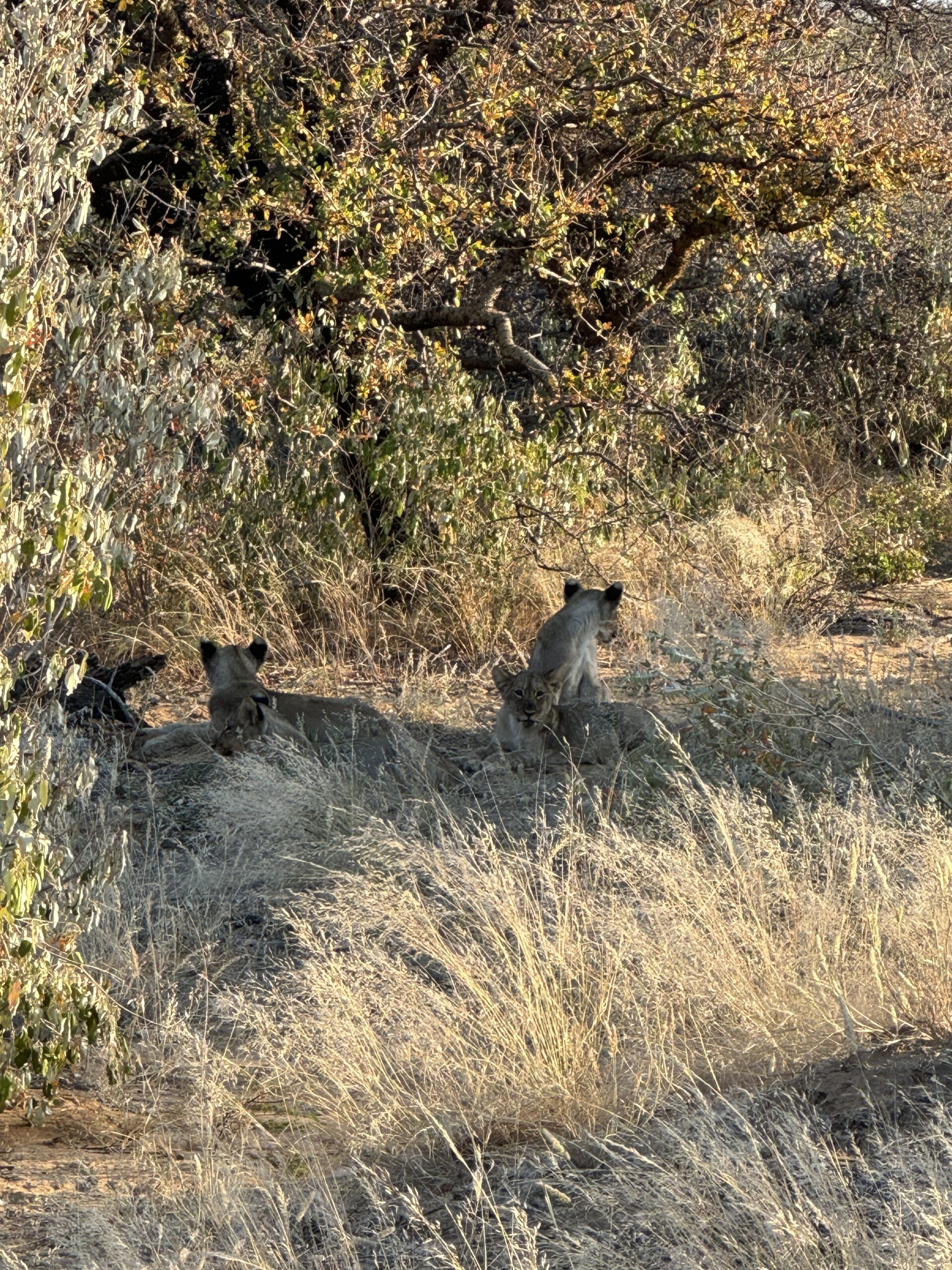 20240508 060352361 Ios